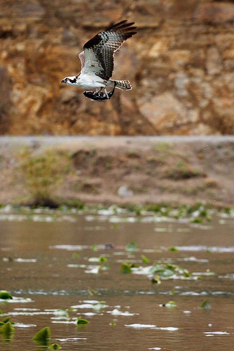 &lt;p&gt;An Osprey carries its catch over the cool waters of Fernan Lake on Tuesday.&lt;/p&gt;