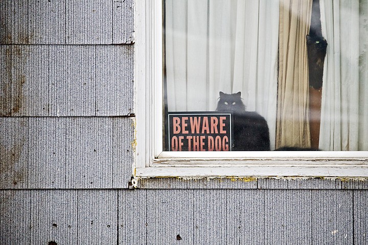 &lt;p&gt;A pair of cats take over for the watch dog as they keep a
lookout on the front yard of their owner's home Thursday on the 900
block of Sixth Street in Coeur d'Alene.&lt;/p&gt;