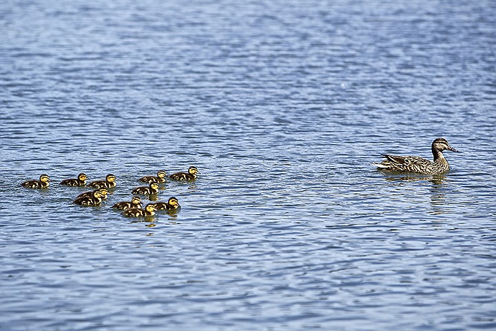 &lt;p&gt;A flock of ducklings follow their mother Friday as they navigate the waters of Fernan Lake.&lt;/p&gt;