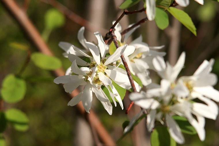 Falls Park flower