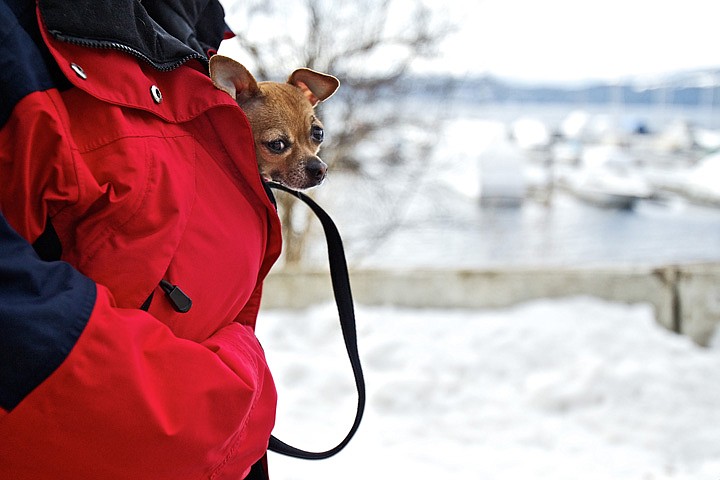 &lt;p&gt;Carol Stevens' dog Visa, a 2-year-old Chihuahua, peeks out from
her jacket Friday during a sunny, but chilly, afternoon walk on the
Centennial Trail in Coeur d'Alene. &quot;I take her everywhere,&quot; Stevens
said about her dog. &quot;When it's cold like this, she doesn't last too
long walking so I have to keep her warm.&quot; (Photo JEROME A.
POLLOS/Press)&lt;/p&gt;