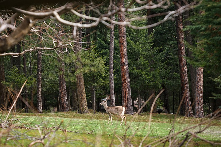 &lt;p&gt;SHAWN GUST/Press A deer wanders through a yard while foraging for food near Stanley Hill Road Monday in Coeur d'Alene.&lt;/p&gt;