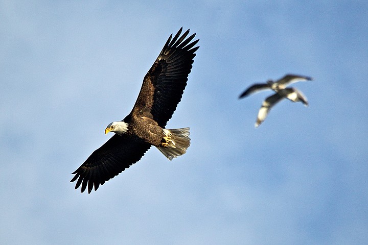 &lt;p&gt;JEROME A. POLLOS/Press A bald eagle scans the waters of Lake Coeur d'Alene near Higgens Point as seagulls trail behind the bird Wednesday.&lt;/p&gt;