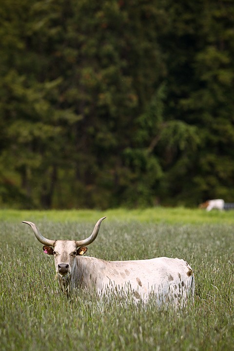 &lt;p&gt;A Texas longhorn cow pauses to chew while grazing on grasses Monday at Mooney Farms south of Coeur d'Alene. (SHAWN GUST/Press)&lt;/p&gt;