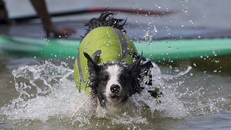 &lt;p&gt;Selva jumps from a paddle board off Barra de Tijuca beach in Rio de Janeiro, Brazil, Thursday. Selva is being trained by her owner to accompany her as she stand-up paddle surfs, along with other paddle-surfing dog owners preparing for an upcoming competition of paddle surfers who compete with their dogs.&lt;/p&gt;