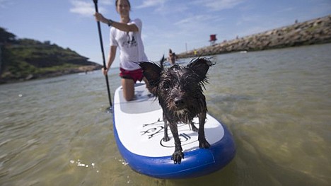 &lt;p&gt;A dog named Jack stands at the front of a paddle board as his owner trains off Barra de Tijuca beach in Rio de Janeiro, Brazil, Thursday.&lt;/p&gt;