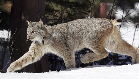 &lt;p&gt;A Canada lynx heads into the Rio Grande National Forest after being released near Creede, Colo., in this April 2005 photo. Wildlife officials have dropped their appeal of a court ruling that forces the government to revise its plan to protect critical habitat for Canada lynx. The move means the U.S. Fish and Wildlife Service will have to reconsider areas in Colorado, Montana and Idaho for critical habitat designation.&lt;/p&gt;