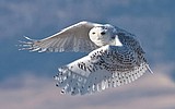 Snowy owl heaven