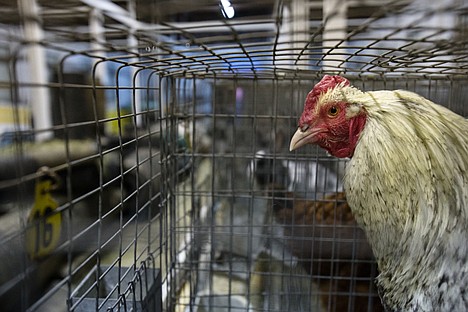 &lt;p&gt;GABE GREEN/Press A caged chicken sits in a barn at the Kootenai County Fairgrounds Tuesday after police brought them from a residence near Athol Friday.&lt;/p&gt;