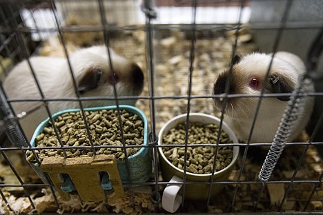 &lt;p&gt;35 guinea pigs were confiscated from an Athol area residence Friday and are being kept at the Kootenai County Fairgrounds.&lt;/p&gt;