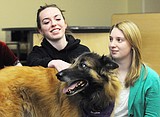 Dogs used to help relieve test stress