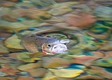 Special river, special fish: The South Fork of the Flathead grows some incredible cutthroats