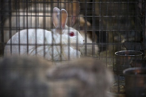 &lt;p&gt;85 rabbits are among the immense number of animals being kept at the Kootenai County Fairgrounds after police confiscated them Friday from a residnece near Athol.&lt;/p&gt;