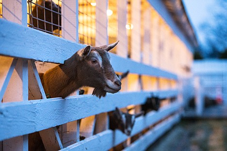 &lt;p&gt;A goat pokes its head through a fence Tuesday at the Kootenai County Fairgrounds where about a dozen goats, along with 129 other animals, are being kept after being confiscated Friday from a residence near Athol.&lt;/p&gt;