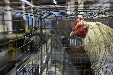 &lt;p&gt;A caged chicken sits in a barn at the Kootenai County Fairgrounds Tuesday after police brought them from a residence near Athol Friday.&lt;/p&gt;