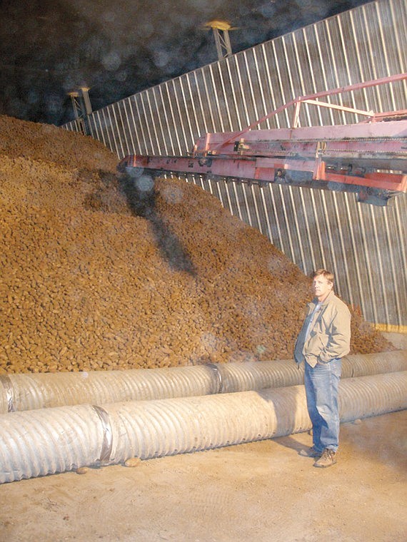 Wiley Allred watches his potatoes being unloaded into
storage.
