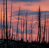 Climate change could force forest changes