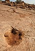 Walking in the tracks of dinosaurs