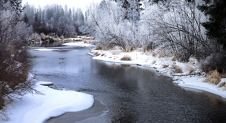 &lt;p&gt;A pair of mallards land on the Whitefish River on Tuesday near Rose Crossing north of Kalispell. Night-time fog has created frosty foliage across parts of the valley this week.&lt;/p&gt;