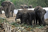 Thailand's latest trend: Eating elephant meat