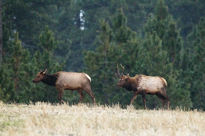 &lt;p&gt;SHAWN GUST/Press A young bull elk follows a cow while grazing in the fields of a farm near Worley. A herd of 20 wild elk were seen in the area on Thursday afternoon.&lt;/p&gt;