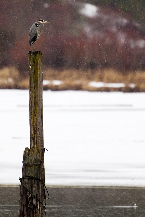 &lt;p&gt;SHAWN GUST/Press A great blue heron perches on a piling Tuesday in Blue Creek Bay.&lt;/p&gt;