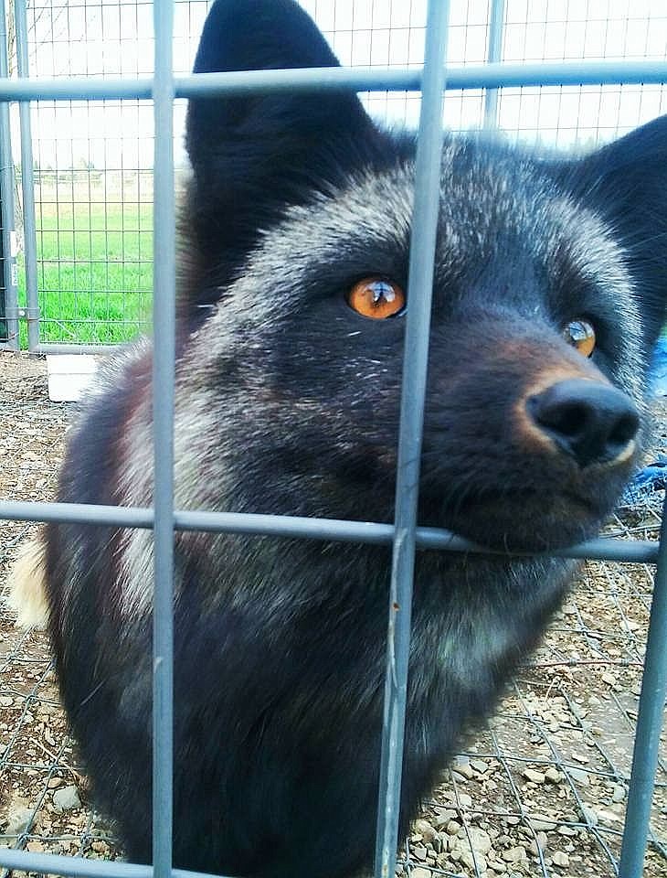 Pet fox found skinned at taxidermist