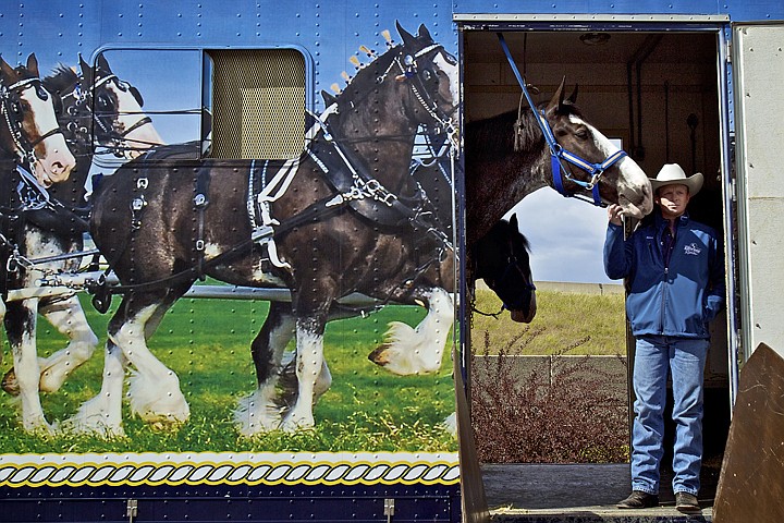 &lt;p&gt;JEROME A. POLLOS/Press Rexx Mann, a trainer with Express Personnel Clydesdales, stands alongside one of the draft horses inside the trailer Thursday during a fundraising event at the Post Falls City Hall complex for the Children's Miracle Network.&lt;/p&gt;