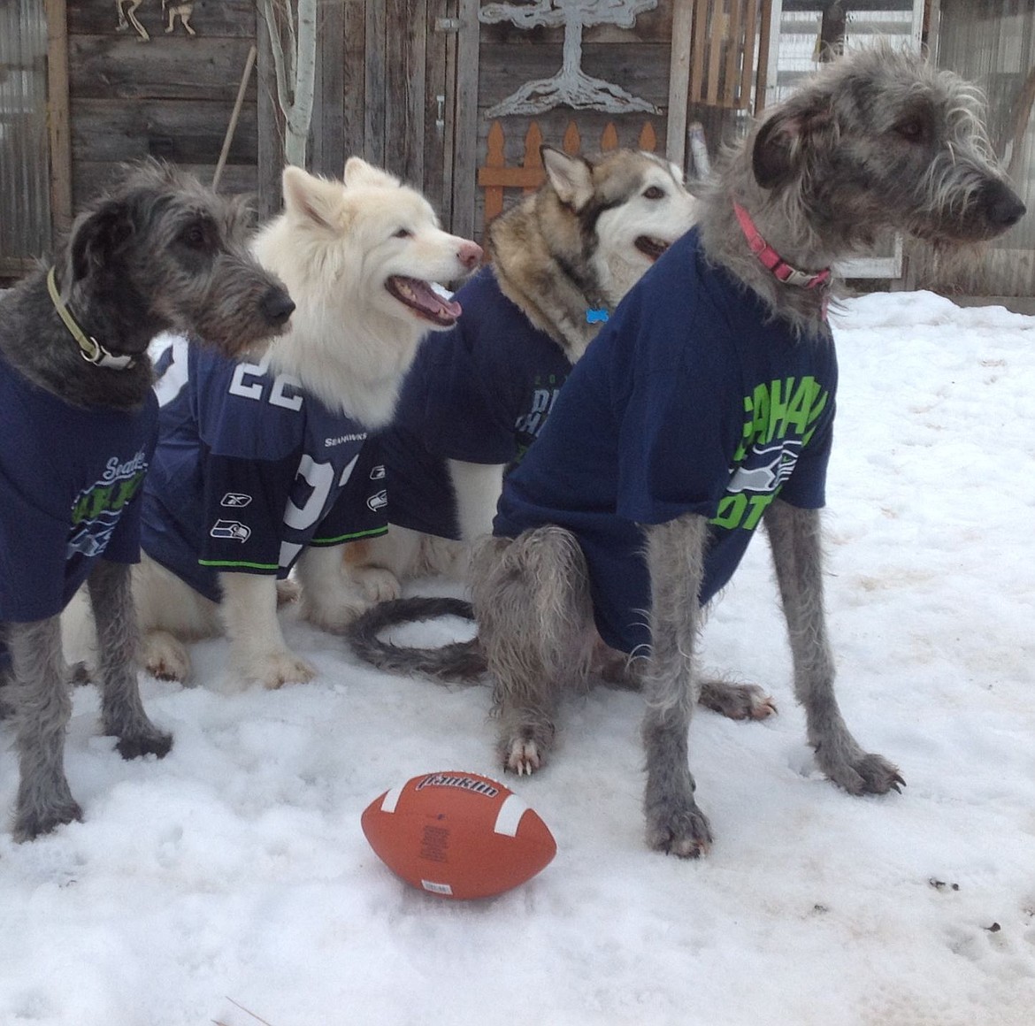 Seattle Seahawks Dog Jersey – 12th Man