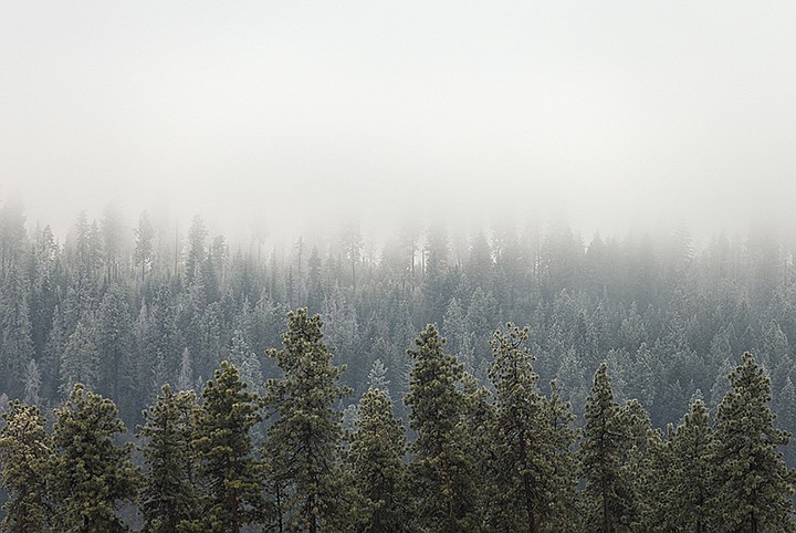 &lt;p&gt;SHAWN GUST/Press Fog begins to break over a hillside of frosted pine trees near the Spokane River Saturday in Coeur d&#146;Alene.&lt;/p&gt;