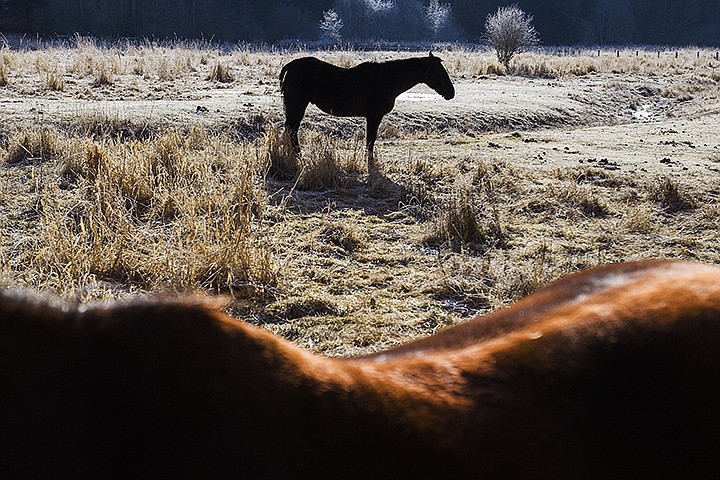 &lt;p&gt;SHAWN GUST/Press A pair of horses soak up the sun in a frosty pasture Monday near Nettleton Gulch Road in Coeur d&#146;Alene.&lt;/p&gt;