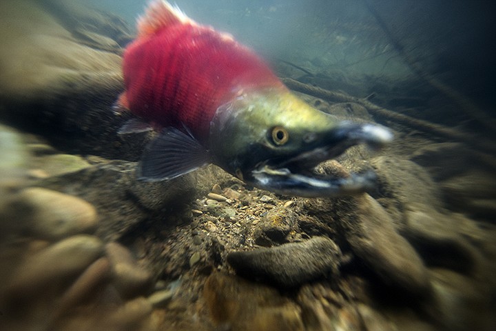 &lt;p&gt;GABE GREEN/Press A male Kokanee salmon swims up Hayden Creek a little over a mile North on Hayden Creek Road. Kokanee were first introduced to Hayden Lake in 2011.&lt;/p&gt;