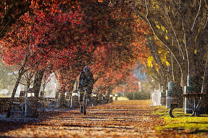 &lt;p&gt;SHAWN GUST/Press A cyclist plows through thousands of ash aphids that fill the air in the city park Wednesday, October 23, 2013 in Coeur d&#146;Alene.&lt;/p&gt;