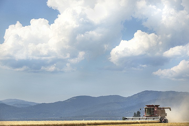 &lt;p&gt;GABE GREEN/Press A combine harvests a field near Meyer Road on the afternoon of Tuesday August, 13.&lt;/p&gt;