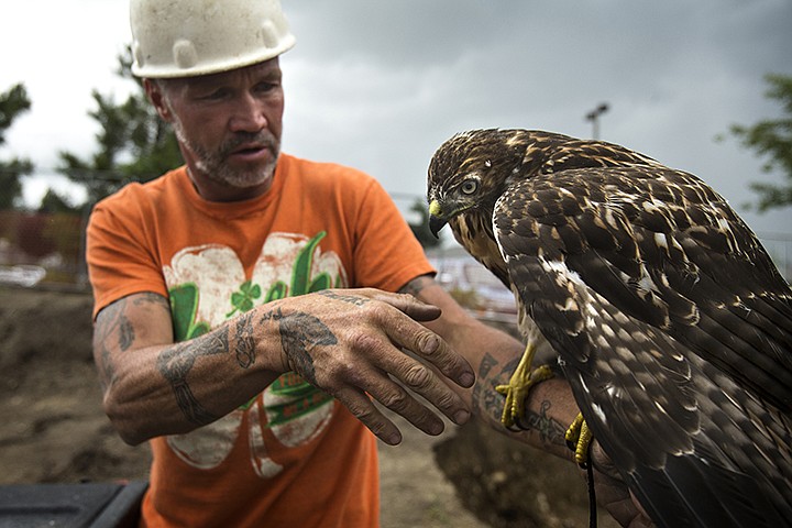 &lt;p&gt;GABE GREEN/Press Ken Ryan extends his hand to an orphaned hawk that he took in around four months ago. Ryan named the hawk Accipiter and has been caring for it at his home in Newman Lake.&lt;/p&gt;