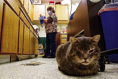 &lt;p&gt;In the small veterinarian office at Kootenai Humane Society, Colette Bergam prepares for a spay procedure on one of the shelter's dogs Thursday.&lt;/p&gt;