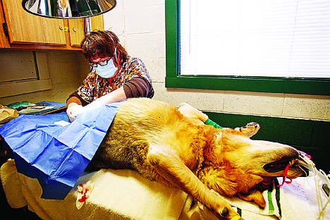 &lt;p&gt;Colette Bergam performs a spay procedure on a dog at the Kootenai Humane Society.&lt;/p&gt;