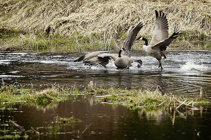 &lt;p&gt;JEROME A. POLLOS/Press A trio of geese fight in a pond Tuesday April, 18 south of Coeur d'Alene near Mica Bay.&lt;/p&gt;