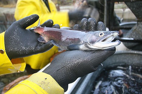 &lt;p&gt;An Idaho Fish and Game employee holds up a male kokanee in this Press file photo taken in 2012 at Granite Creek, outside Hope, near Lake Pend Oreille. The lake&#146;s population of kokanee &#151; a land-locked sockeye salmon &#151; continues to rebound, allowing fisherman to keep more of the kokanee they catch.&lt;/p&gt;