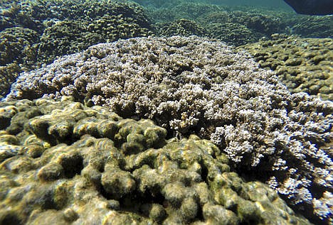 &lt;p&gt;This Jan. 20 photo released by Hawaii Department of Land &amp; Natural Resources shows coral being studied for bleaching, which is a stress response that causes corals to lose algae and color from their tissue, in Kaneohe Bay near Kaneohe, Hawaii.&lt;/p&gt;