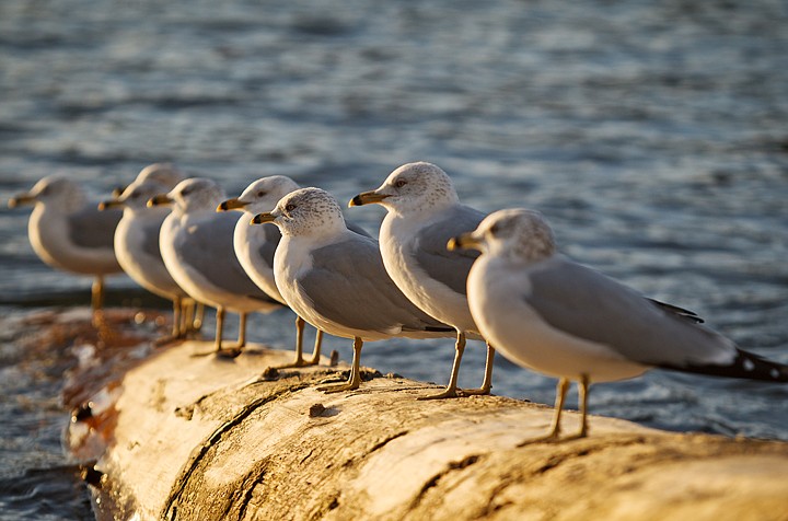 &lt;p&gt;SHAWN GUST/Press Eight sea gulls bask in the evening sun while perched on a log Wednesday near the shore of the Spokane River in Coeur d'Alene.&lt;/p&gt;