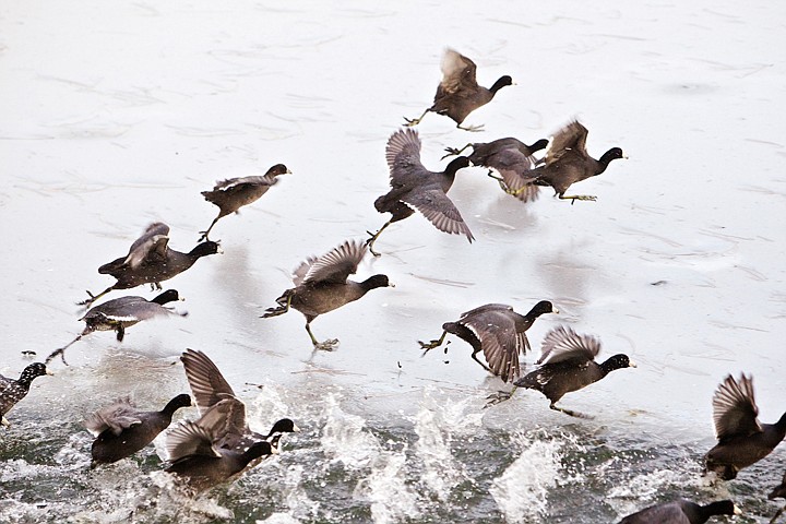 &lt;p&gt;JEROME A. POLLOS/Press A flock of American Coots take flight from the ice and water Thursday near the shoreline of Hayden Lake.&lt;/p&gt;