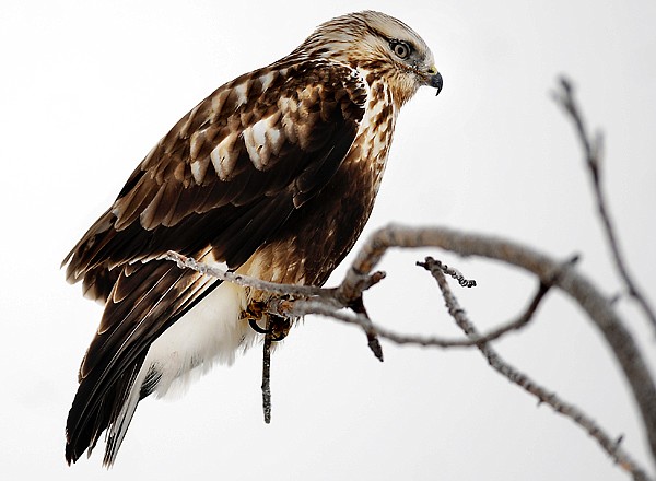 &lt;p&gt;A young gray hawk keeps close watch on a field alongside Rose
Crossing on Tuesdaya afternoon north of Kalispell.&lt;/p&gt;