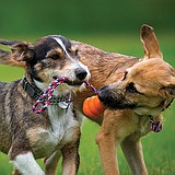 Help Your Dog Fight Flu Season