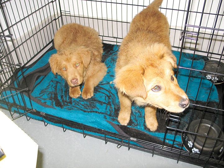 A pair of Australian Sheperds look out of their kennel in the Quincy Animal Shelter.