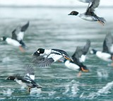 Bird counters encounter low snow