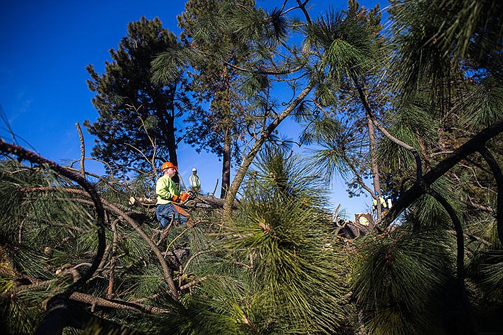 &lt;p&gt;Aman Sterling from the City of Coeur d&#146;Alene Street Department, saws off a branch of a freshly cut down tree next to West River Avenue on North Idaho College campus on Wednesday morning. The City of Coeur d&#146;Alene Street Department cut down trees next to West River Drive to prevent further damage to the street.&lt;/p&gt;