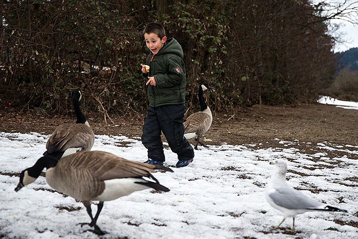 &lt;p&gt;Kolten King, 6, feeds geese, ducks and seagulls at the water fowl feeding area on the Spokane River on Friday afternoon.&lt;/p&gt;