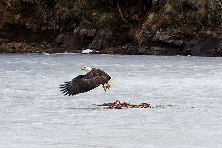 &lt;p&gt;A bald eagle takes flight after feeding on a carcass on the ice on Fernan Lake on Monday afternoon.&lt;/p&gt;