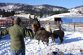 Dick Williams herds some of the remaining llamas at the property to a trailer to take them to his ranch in Plains.